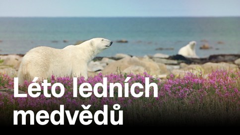 Léto ledních medvědů