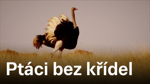 Ptáci bez křídel